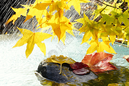 黄色树叶倒影雨中的枫叶和落叶图片