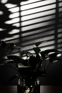 逆光拍摄的窗户下面的绿色植物图片