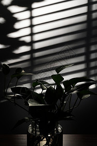 百叶窗盆栽植物叶子逆光拍摄的窗户下面的绿色植物图片