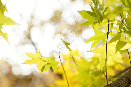 自然植物秋天枫叶图片