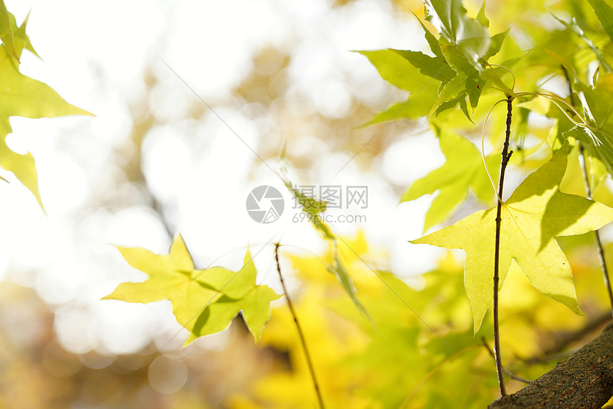 自然植物秋天枫叶图片