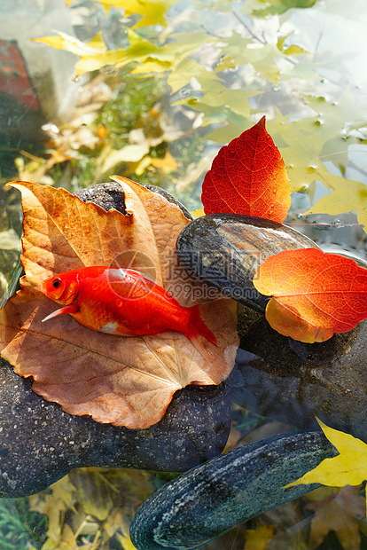 私家花园秋天池塘中的金鱼图片