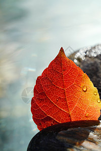 水里动图素材雨水里的红叶背景