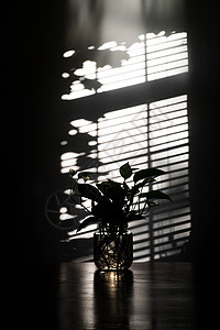图片视觉效果百叶窗高雅逆光拍摄的窗户下面的绿色植物图片