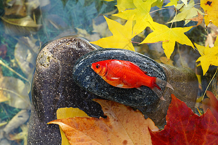 秋天池塘中的金鱼图片