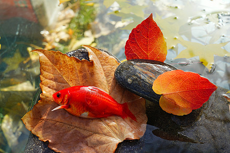 私家花园秋天池塘中的金鱼图片