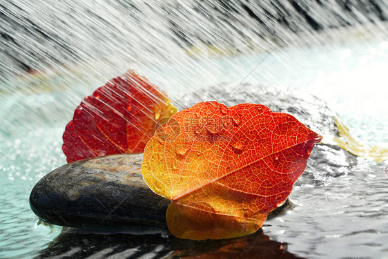 反射雨水里的红叶图片