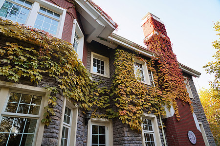 秋天爬满爬山虎的私家别墅图片