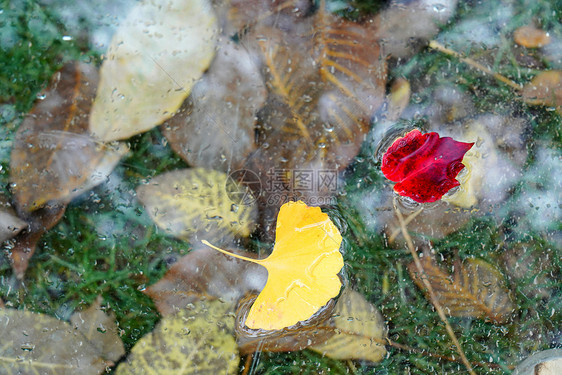 秋天掉落的树叶图片