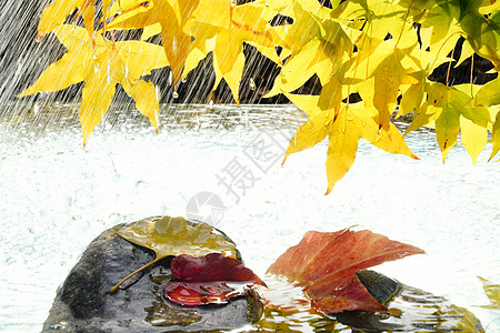 雨中的枫叶和落叶图片