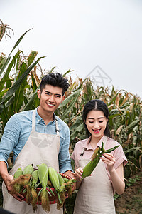 幸福夫妇在采摘蔬果图片