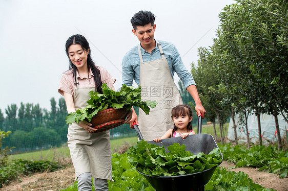 乐趣年轻双亲筐东方家庭采摘蔬菜图片