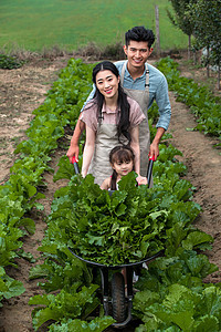 东方人放松幸福东方家庭采摘蔬菜图片