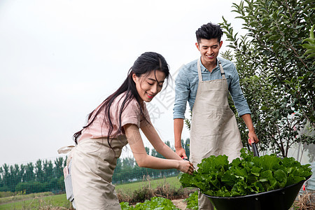 生食彩色图片田地东方夫妇采摘蔬菜图片