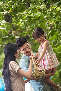 紫色交流篮子幸福家庭在采摘葡萄图片