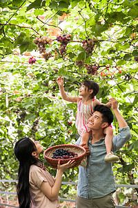 独生子女家庭表现积极诱惑幸福家庭在采摘葡萄图片