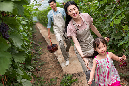 幸福夫妇在采摘蔬果图片