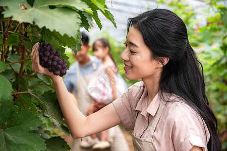 幸福夫妇在采摘蔬果高清图片