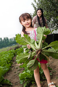 可爱花草幸福母女采摘蔬菜背景