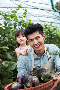 父女在采摘茄子图片