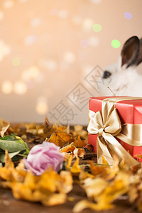 小兔子和礼物图片