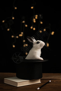 神秘的一只动物魔术可爱的小兔子图片