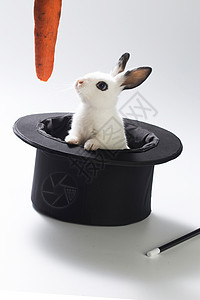 兔子胡萝卜静物彩色图片户内可爱的小兔子背景