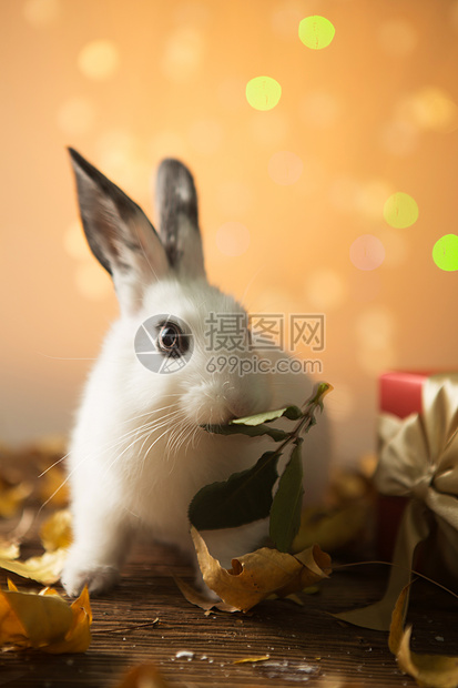 暖色调一只动物宠物可爱的小兔子图片