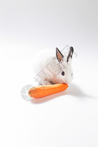 宠物健康食物背景分离可爱的小兔子吃胡萝卜图片