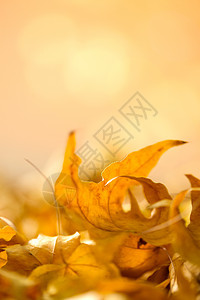 堆叠垂直构图叶子枯叶背景图片