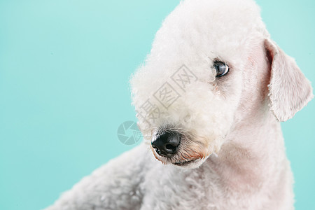 一只可爱的贝灵顿梗犬高清图片