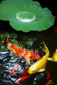 夏天池塘金鱼荷叶图片