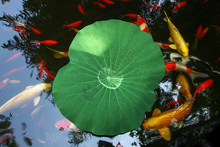 金鱼池塘上的荷叶茶具西瓜图片