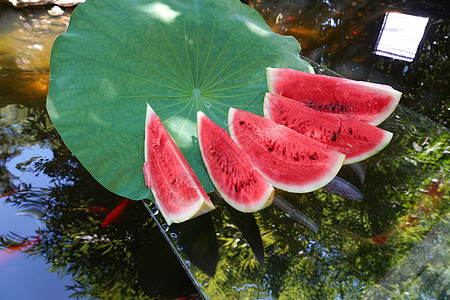 夏天池塘西瓜图片