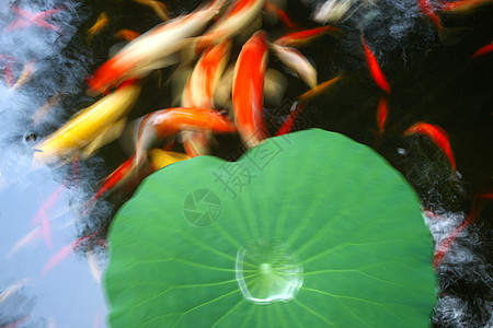 环境保护园艺池塘金鱼图片