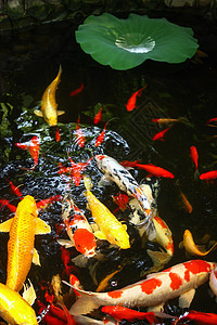 河流庭院池塘金鱼图片