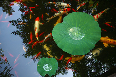水生植物花园池塘金鱼背景