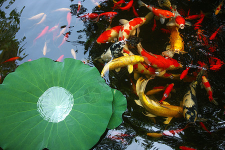庭院池塘金鱼图片