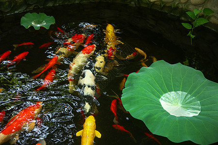 水生植物荷叶池塘图片
