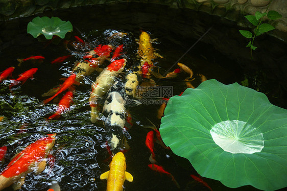 水生植物荷叶池塘图片