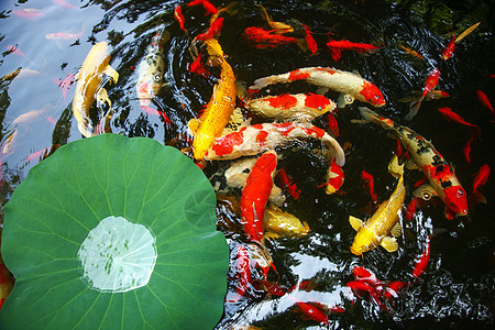 夏天池塘里的荷叶和金鱼图片