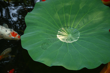 夏天池塘里的荷叶和金鱼图片