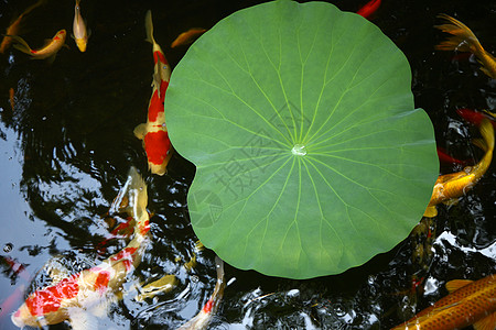 北京灵水村夏天池塘里的荷叶和金鱼背景