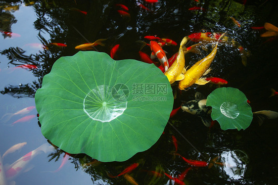 夏天池塘里的金鱼和荷叶图片