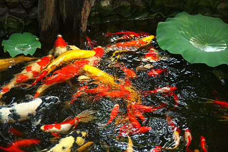 绿色家园夏天池塘里的金鱼和荷叶背景
