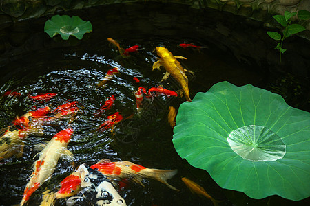 池塘里的鱼夏天池塘里的金鱼和荷叶背景