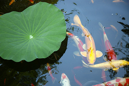 酷暑时候的荷叶池塘和金鱼背景图片