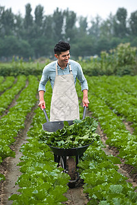 植物农业放松东方青年人采摘蔬菜图片