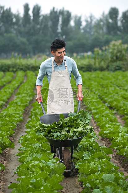 植物农业放松东方青年人采摘蔬菜图片