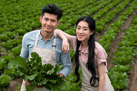 东方夫妇采摘小白菜图片